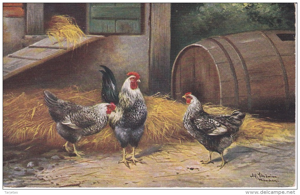 POSTAL DE UN GALLO CON DOS GALLINAS (GALLO-COQ) - Pájaros