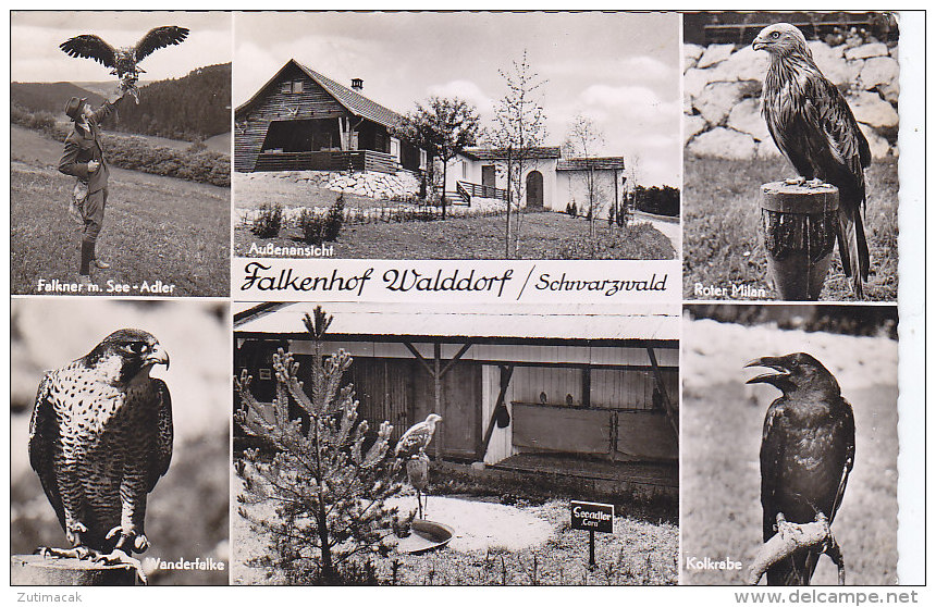 Falkenhof Walddorf Bei Nagold 1966 - Nagold