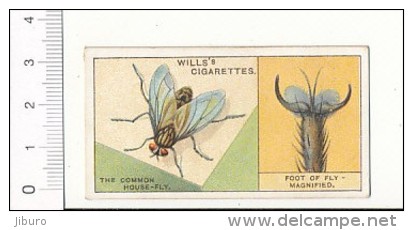 Do You Know ? The Common House-fly - Foot Of Fly / Mouche Entomologie / IM 39/2-Wills - Wills