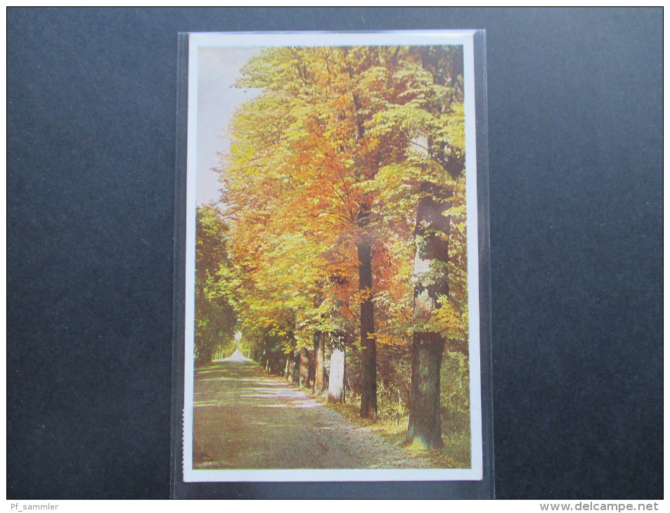 AK / Naturfarbenfotografie 1935 Herbstlandschaften. Landpoststempel Treplin über Frankfurt (Oder) Sehr Kleiner Ort! - Frankfurt A. D. Oder