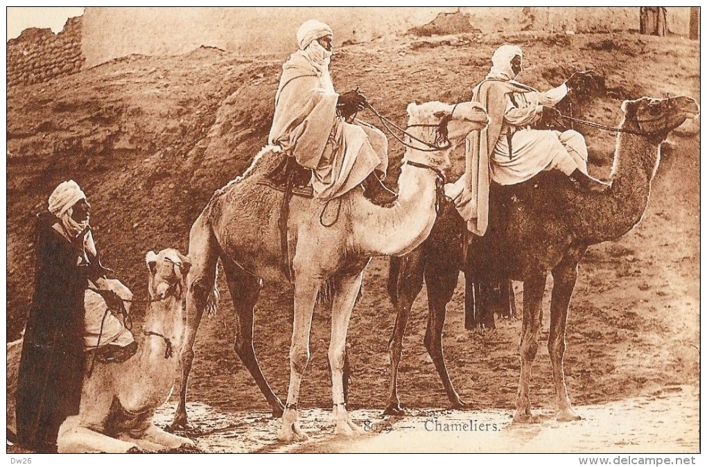Maroc - Scènes Et Types - Chameliers - Carte A.D.I.A. N° 8079 Non Circulée - Other & Unclassified