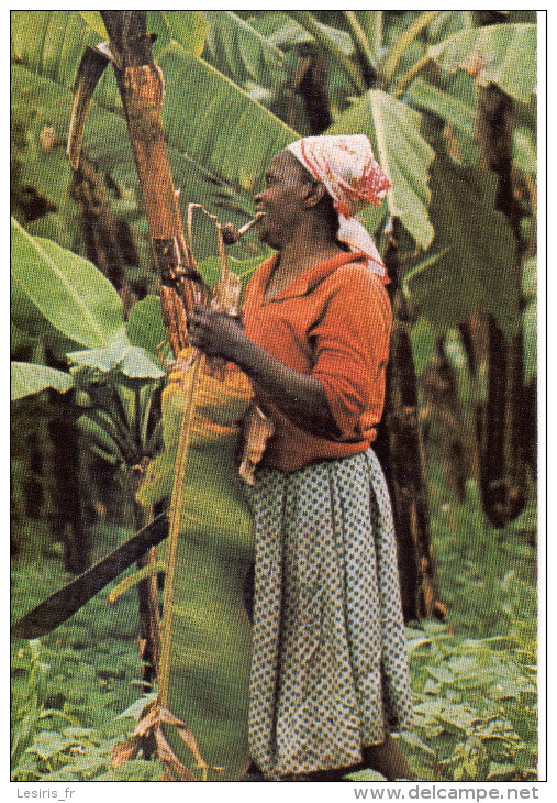 CP - PHOTO - BANANERAIE EN AFRIQUE - BERNARD GERARD - Arbres