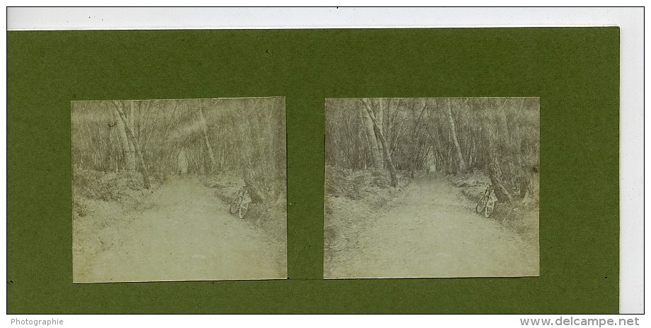 France Vacances En Cote D'Azur Ballade En Foret Ancienne Photo Amateur Stereoscope Pourtoy 1900 - Stereoscopic