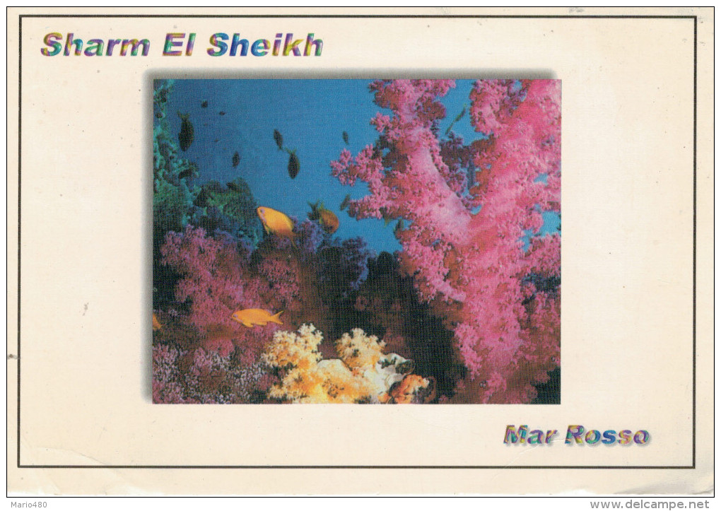 SHARM  EL  SHEIKH   THE SPLENDOUR  OF THE RED  SEA      MAXI-CARD     (VIAGGIATA) - Sharm El Sheikh