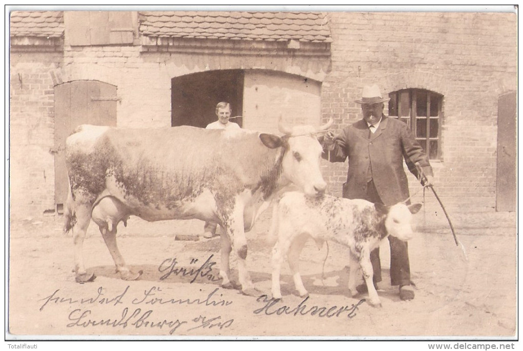 LANDSBERG Warthe Rinder Züchter Hahnert Und Frau Mit Kuh + Kalb Gorzow Wielkopolski 16.3.1908 Gelaufen - Neumark