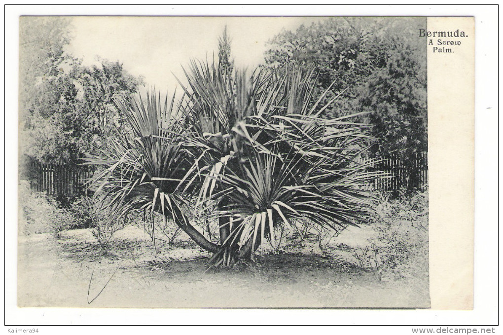 BERMUDA  ( îles  Bermudes ) /  A  SCREW  PALM  ( Arbre Tropical ) /  CPA  PRECURSEUR  ( éditée Avant 1904 ) . - Bermuda