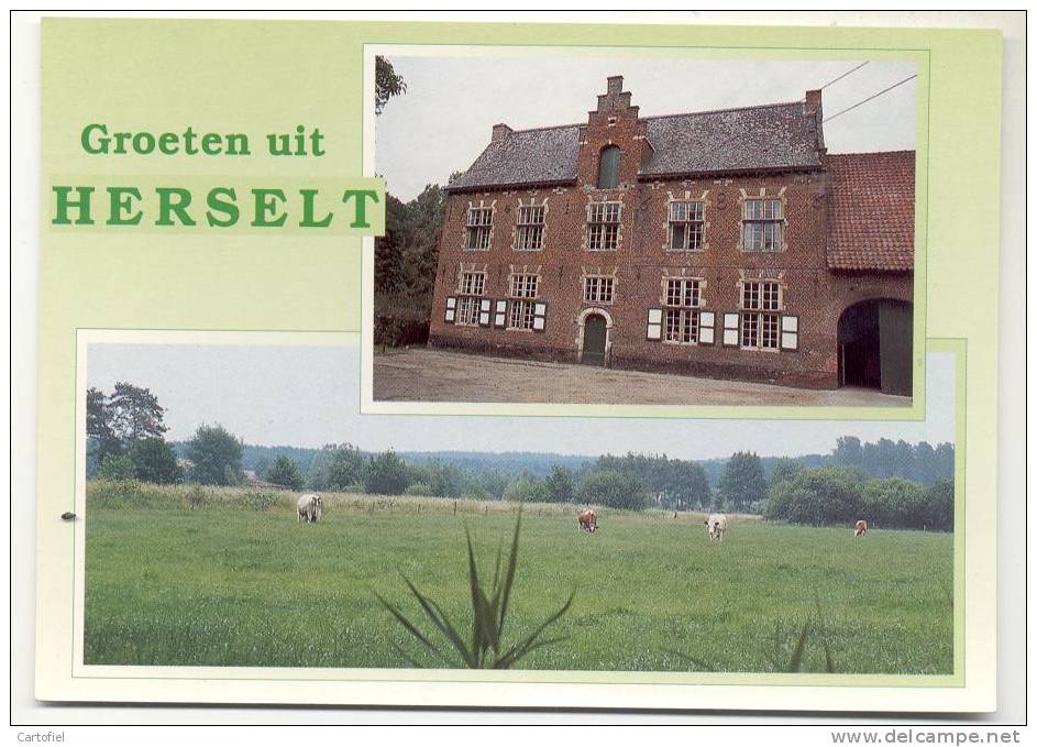 HERSELT-GROETEN UIT-MEERZICHT-KAAIBEEKHOEF-KOEIEN - Herselt