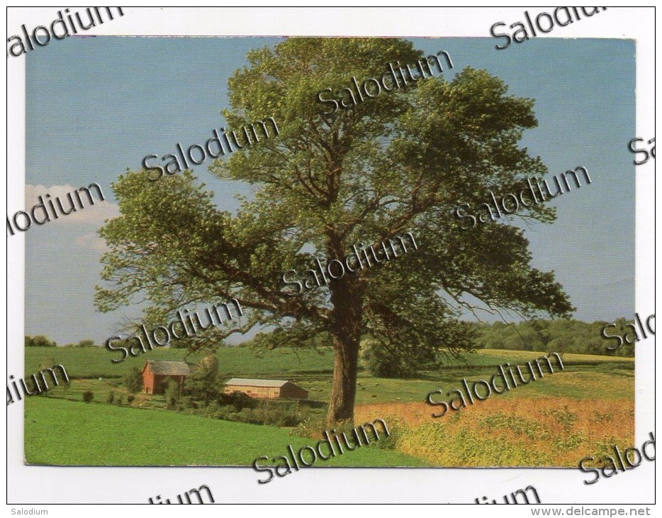 Albero Pianta Tree - Quercia - Pubblicitaria Timberland - - Trees