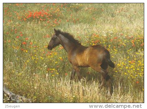 HORSES / PFERDE / CHEVAUX /  POSTCARD UNUSED    ( H  2957  / - Pferde