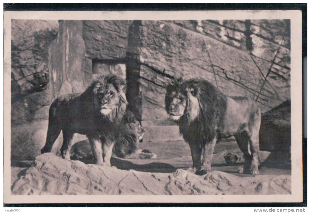 Hamburg - Carl Hagenbeck's Tierpark - Berberlöwen In Der Löwenschlucht - Altona