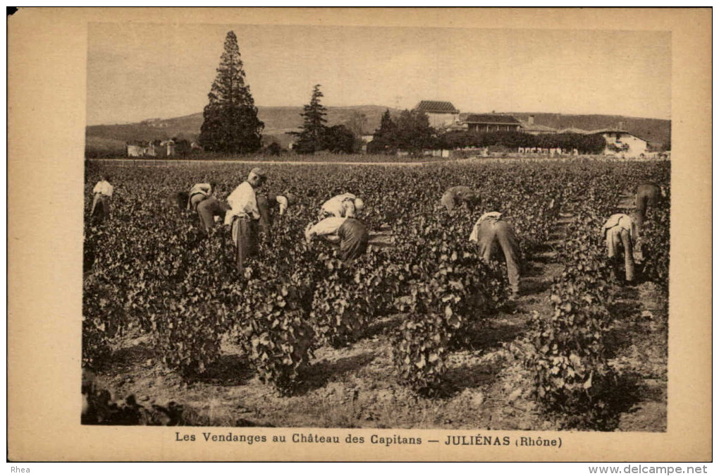 69 - JULIENAS - Vendanges Au Chateau Des Capitans - Vin - - Julienas