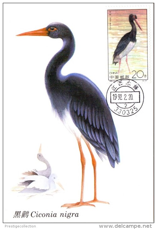 CHINA CICONIA NIGRA  MAXIMUN  POST CARD (max0129) - Altri & Non Classificati