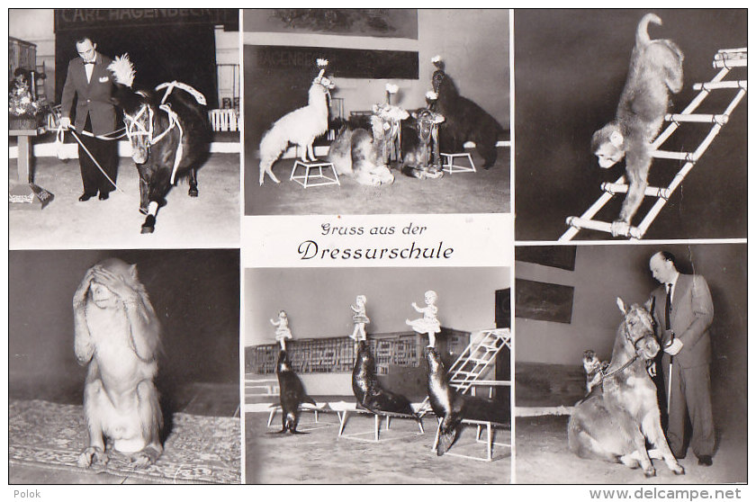 Ax - Cpa Gruss Aus Der Dressurschule - Carl Hagenbeck's Tierpark, Hamburg - Stellingen (dressage D'animaux) - Stellingen