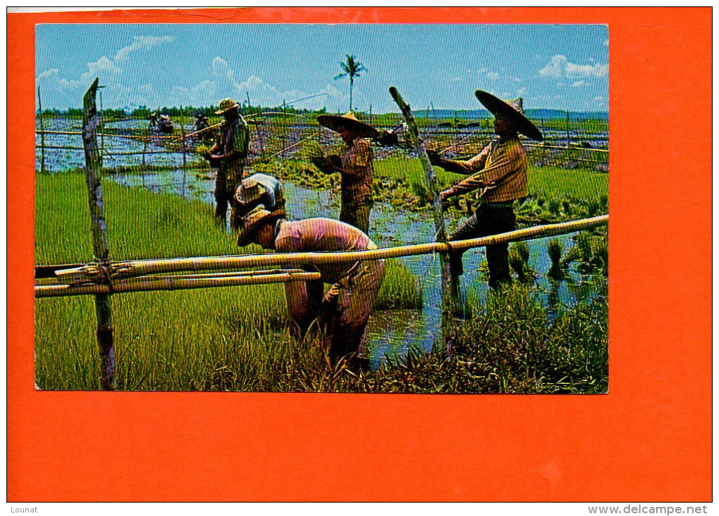 Philippines - Farmers At The Rice Seedlings Beds   (non écrite Et Non Oblitérée) - Filipinas