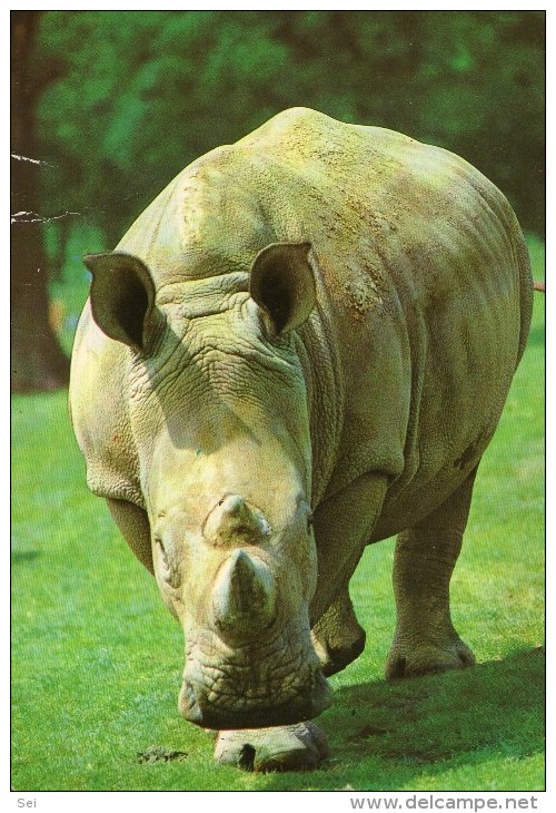 A 3466 -  Animali Rinoceronti - Rhinocéros