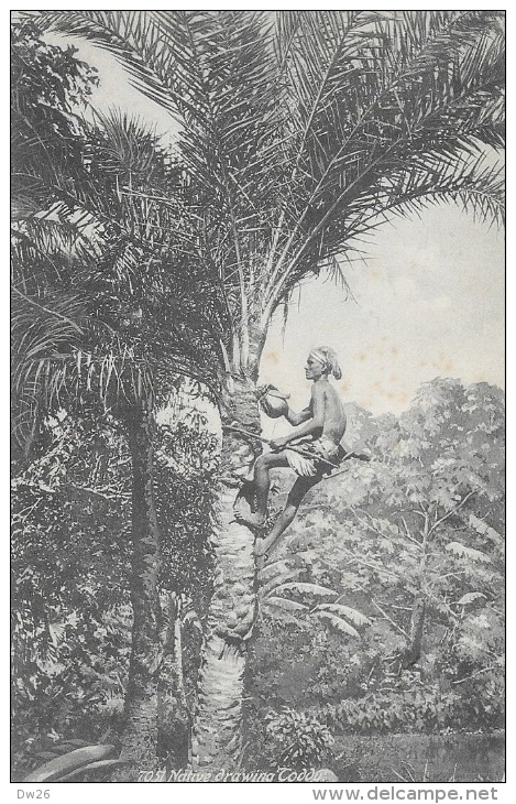 Inde - Native Drawing Toddy, Palm Tree (récolte Vin De Palme) Carte Non Circulée - Asien