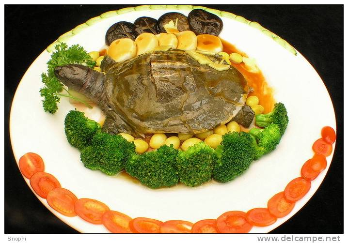 AN01-096   @  Food Dishes  Turtle  Tortue Schildkröten Tortugas ,    ( Postal Stationery , Articles Postaux ) - Schildkröten