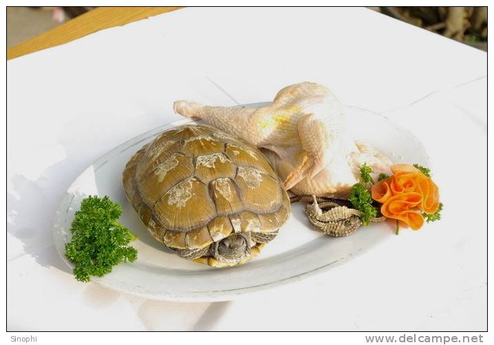 AN01-106   @  Food Dishes  Turtle  Tortue Schildkröten Tortugas ,    ( Postal Stationery , Articles Postaux ) - Schildkröten