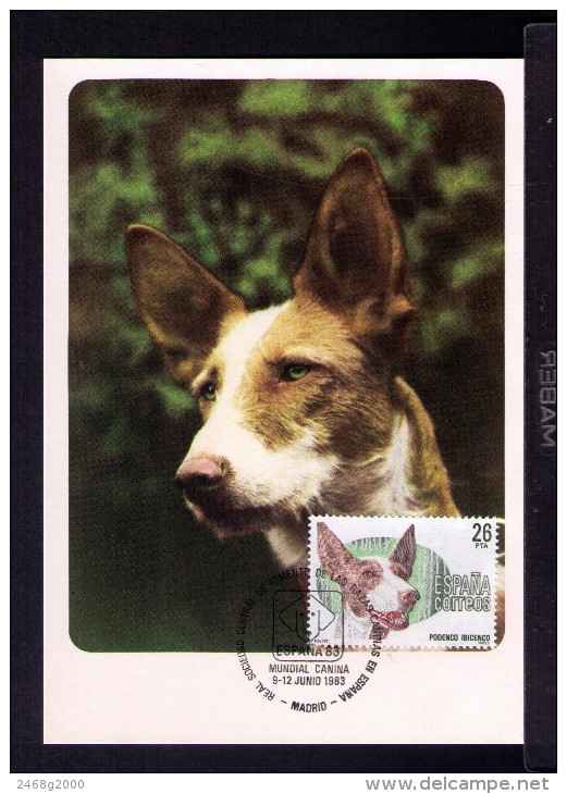 PODENCO IBICENCO Spanish Breed Dogs Espagnol Chiens De Race Animals Faune Carte Maximum Cards Mc481 - Other & Unclassified