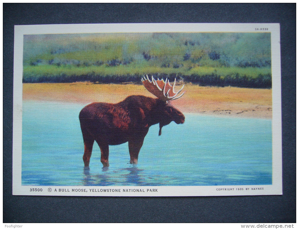 US Wyoming - A BULL MOOSE, YELLOWSTONE NATIONAL PARK - Copyright 1935 By Haynes,  Unused - Yellowstone