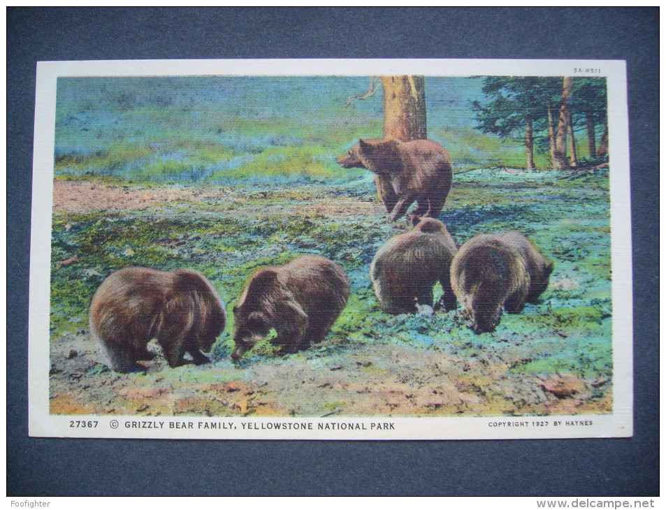 US Wyoming - GRIZZLY BEAR FAMILY, YELLOWSTONE NATIONAL PARK - Copyright 1927 By Haynes, Unused - Yellowstone