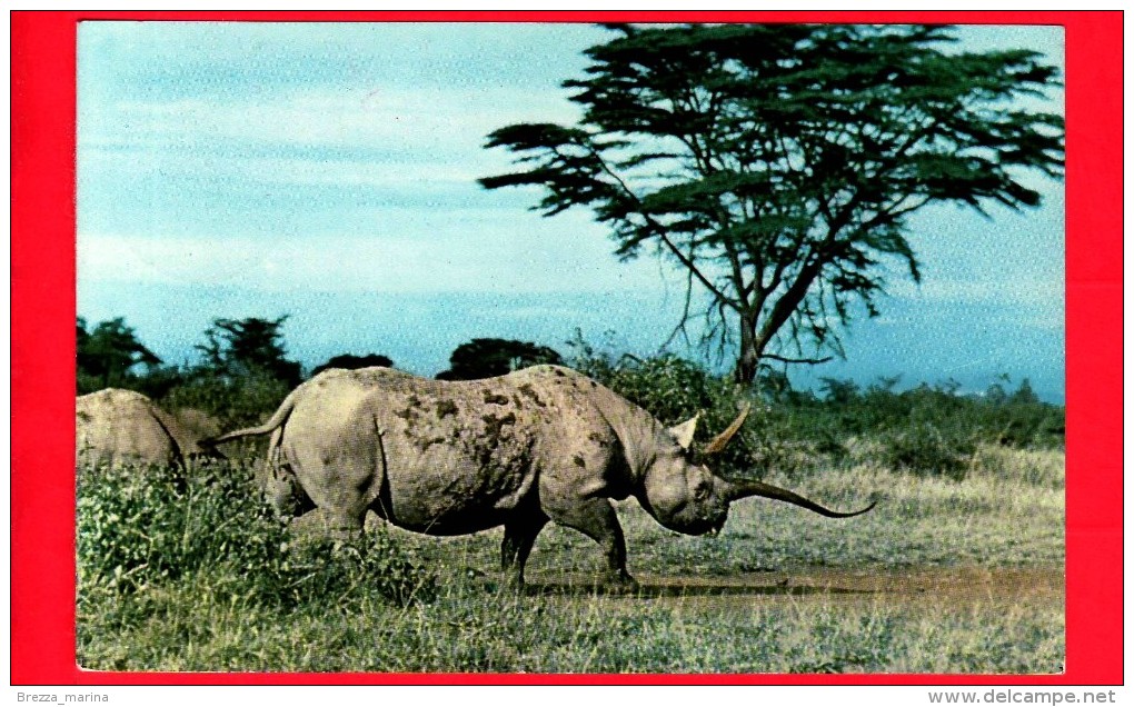 TANZANIA - Cartolina Viaggiata Nel 1968 - Animali - Rinoceronte - African Wild Life Rhino - Tanzania