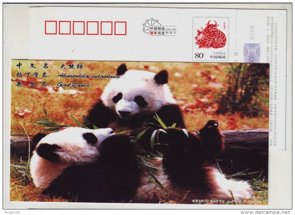 Giant Panda Eat Bamboo Leaf,China 2009 Xiangtan Post New Year Pre-stamped Card - Other & Unclassified