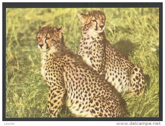 MOZAMBIQUE Maputo African Fauna Cheta Cheetah 1978 - Tigers