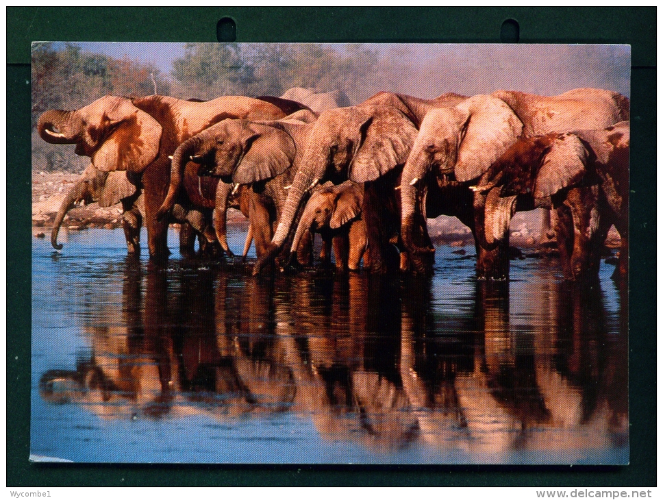 KENYA  -  African Elephants  Used Postcard As Scans - Kenya