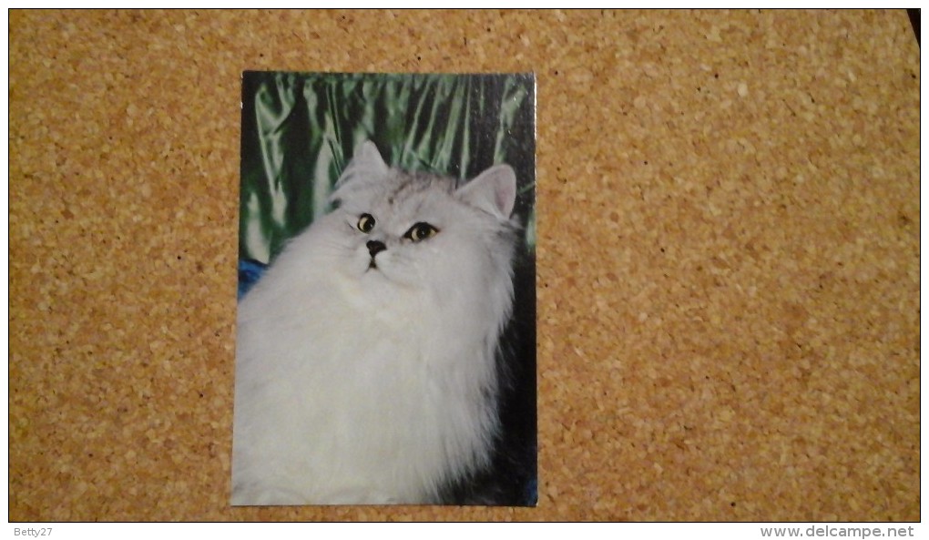 Carte Postale CHAT CHATON     Chat Angora Non Circulé - Chats