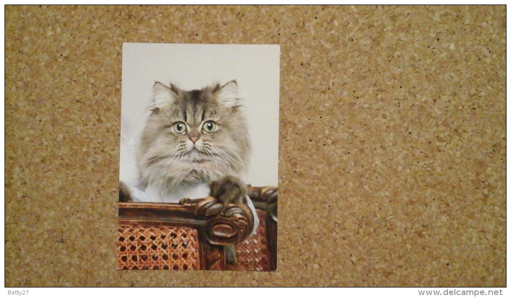 Carte Postale CHAT CHATON   Chat Angora Gris   Non Circulé - Chats