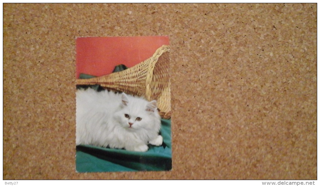 Carte Postale CHAT CHATON   CHAT ANGORA BLANC   Non Circulé - Chats