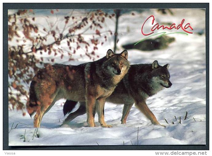Arctic -  Canada  - The Timber Wolf - Loup  Canadien - Autres & Non Classés