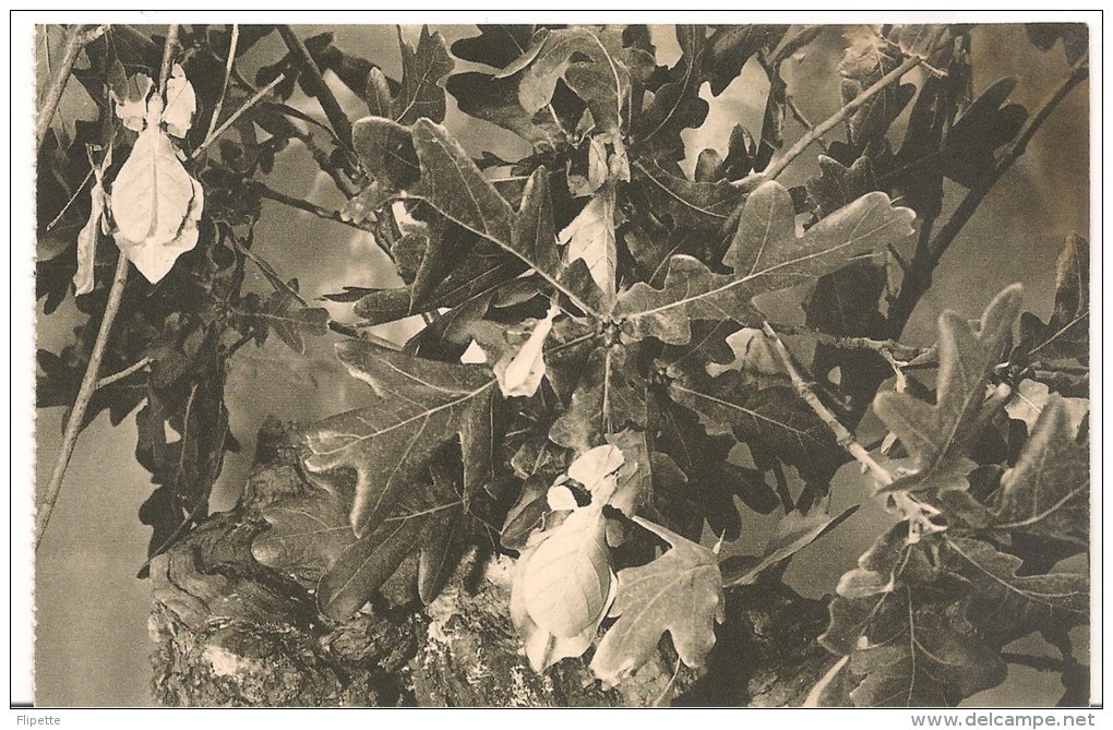 L30C.12 Et 13 - Jardin Des Plantes  - Insectes Mimetiques 2 Cartes Phasmes Et Phyllies - Insetti