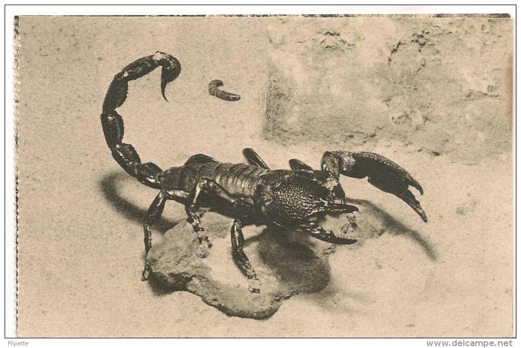 L30C.15 - Jardin Des Plantes  - Grand Scorpion Noir - Other & Unclassified