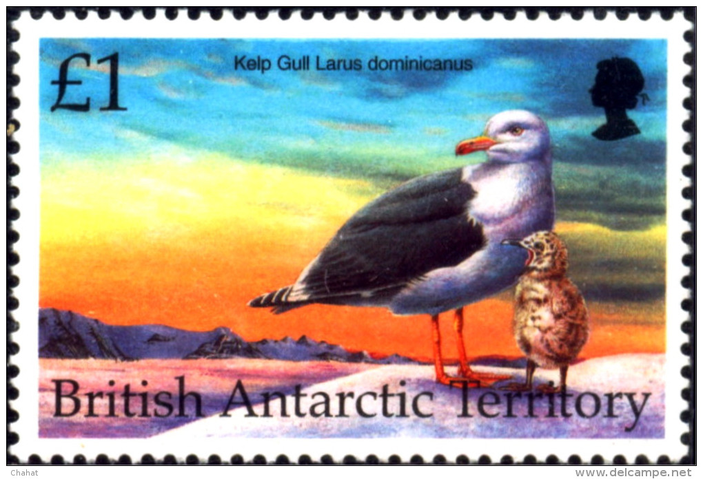 BIRDS-KELP GULL-BRITISH ANTARCTIC TERRITORY- £1-SCARCE-MNH-B3-572 - Albatros & Stormvogels