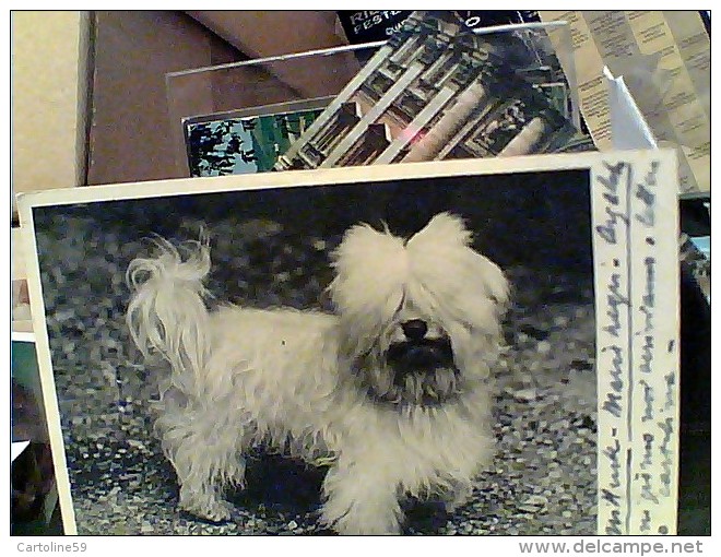 CANE DOG COMPAGNIA MALTESE O BOLOGNESE S 1944 FRANCHIGA FELDPOST ARGELATO  BOLOGNA   MAGGIO 1944 FD7592 - War 1939-45