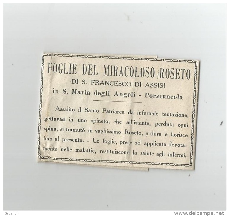 FOGLIE DEL MIRACOLOSO ROSETO DI SAN FRANCESCO DI ASSISI IN SANTA MARIA DEGLI ANGELI PORZIUNCOLA - Historical Documents
