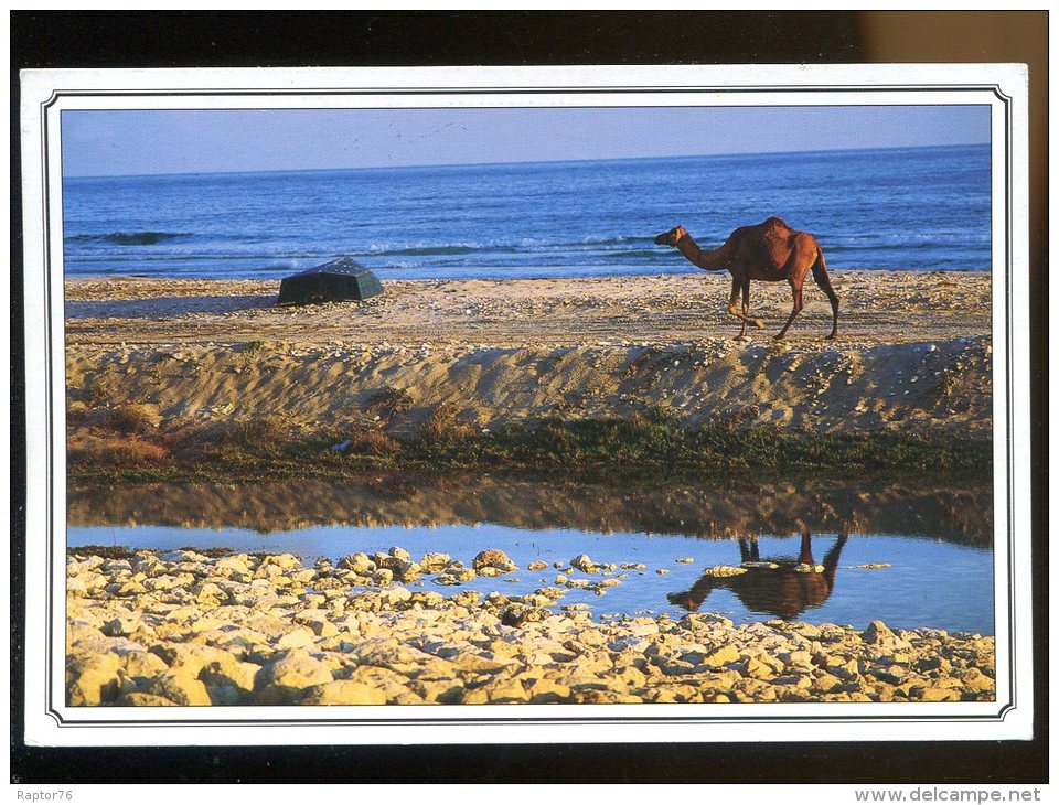 CPM Sultanat D´OMAN God´s Gift To The Désert Le Don De Dieu Pour Le Désert Dromadaire Chameau - Oman