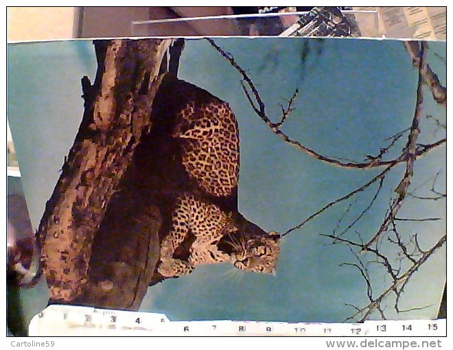 LEOPARD  LEOPARDO AFRICA   S1972 FE7626 - Leoni