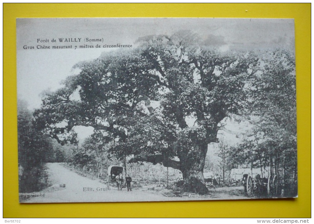 80 - Forêt De WAILLY - Gros Chêne De 7 M De Circonférence - Trees