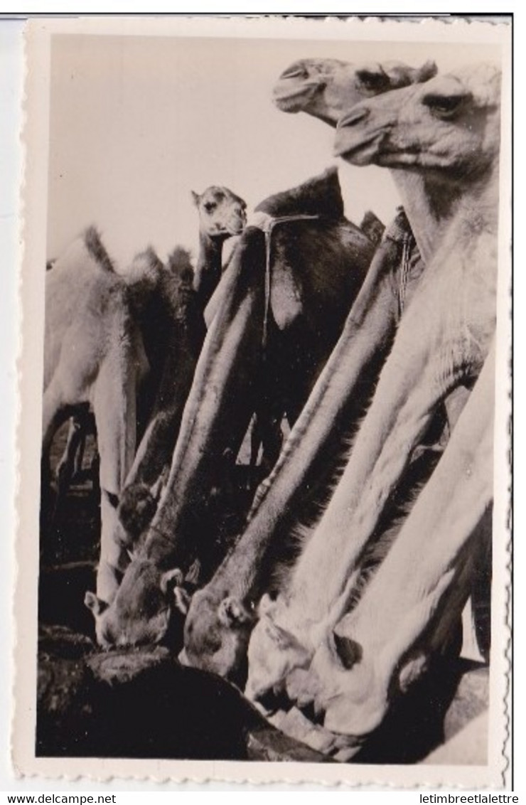 ⭐ Mauritanie - Carte Postale - CP - Chameaux à L'abreuvoir - Collection G. LABITTE ⭐ - Mauretanien