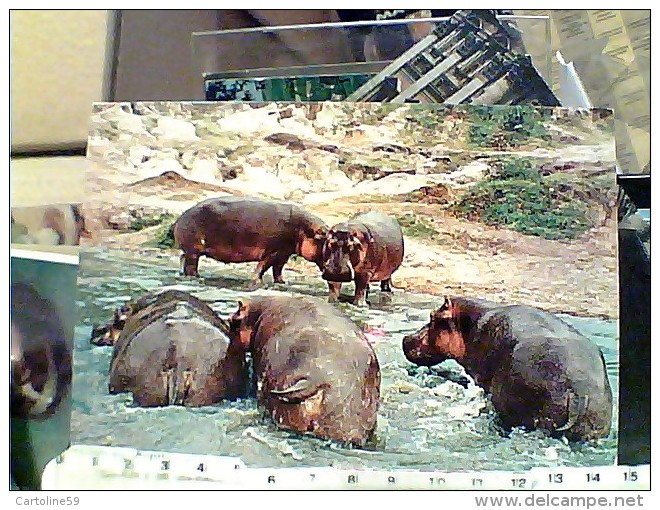 IPPOPOTAMO IPPOPOTAMI   1975 FE7644 - Hippopotames