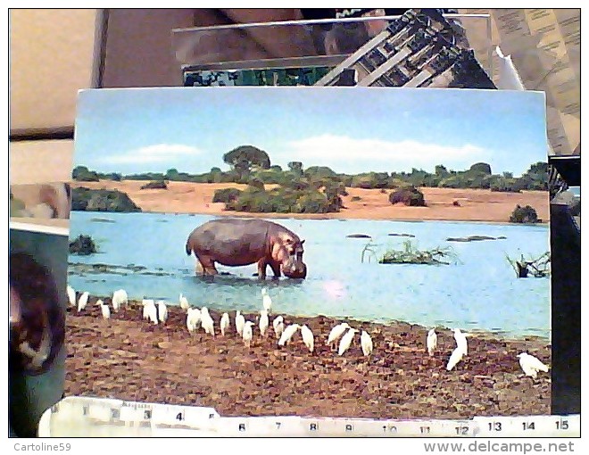 IPPOPOTAMO IPPOPOTAMI  AFRICA 1975 FE7645 - Hippopotames