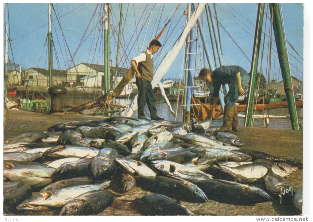 Débarquement Des Thons Sur La Côte Atlantique - Couleurs Et Lumières De France N°5043 Yvon - Pesca