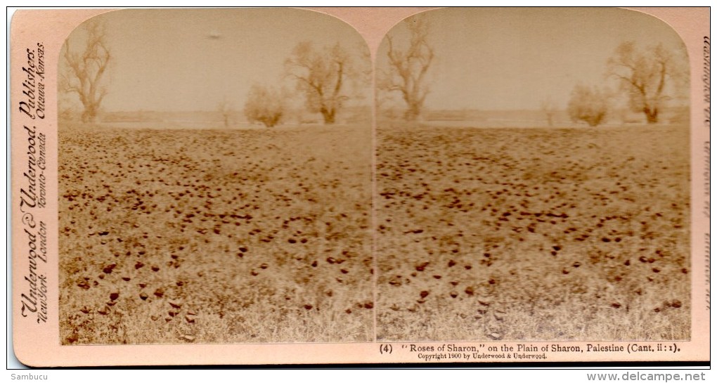 Stereofoto - " Roses Of Sharon " On The Plain Of Sharon ( Palestine Palästina ) 1900 - Stereoscopes - Side-by-side Viewers