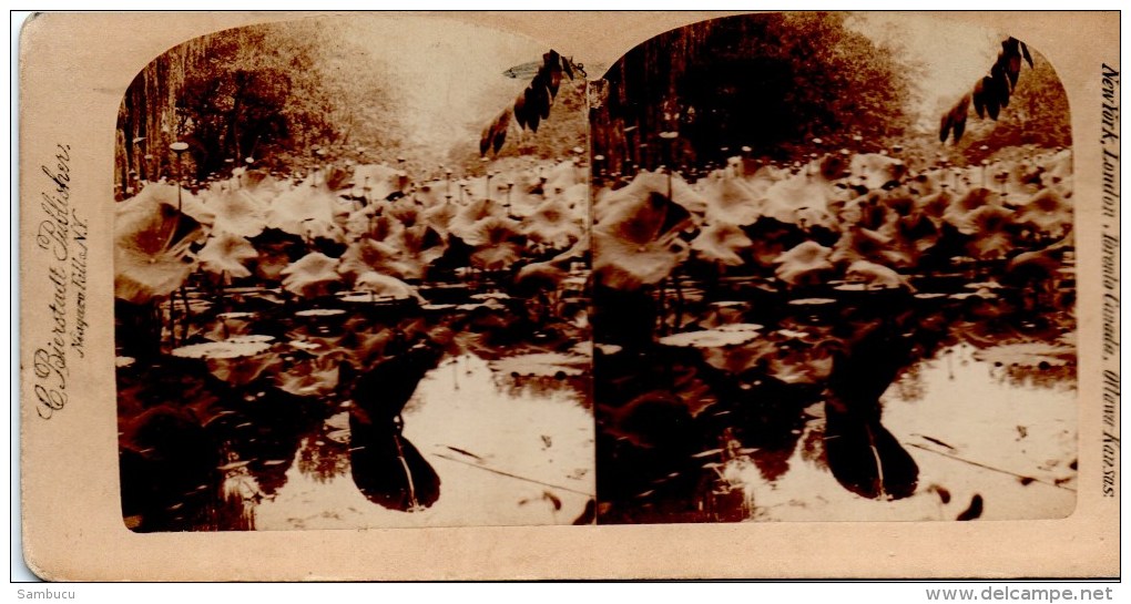 Stereofoto - Die Lotusblüte Des Nils, Ägypten - The Lotus Of The Nil, Egypt Ca 1895 - Stereoscopes - Side-by-side Viewers