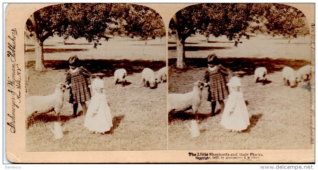 Stereofoto - The Little Shapards And Their Flocks - Die Kleinen Hirten Mit Ihren Herden 1895 - Visionneuses Stéréoscopiques