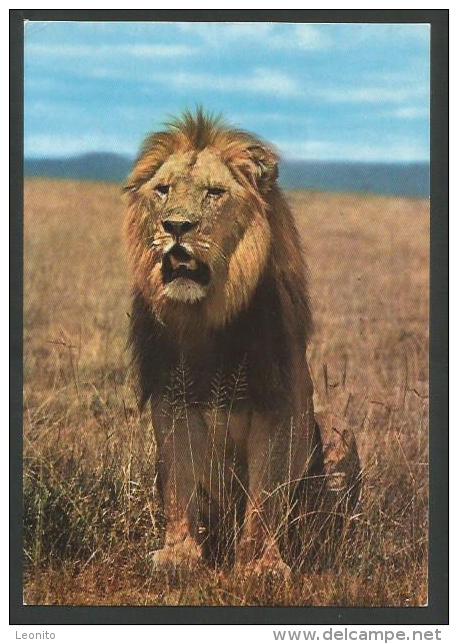 LION African Wild Life Kenya Nairobi 1966 - Lions