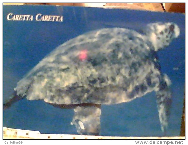 TARTARUGA TURTLE CARETTA    V2003  FE7754 - Tortues